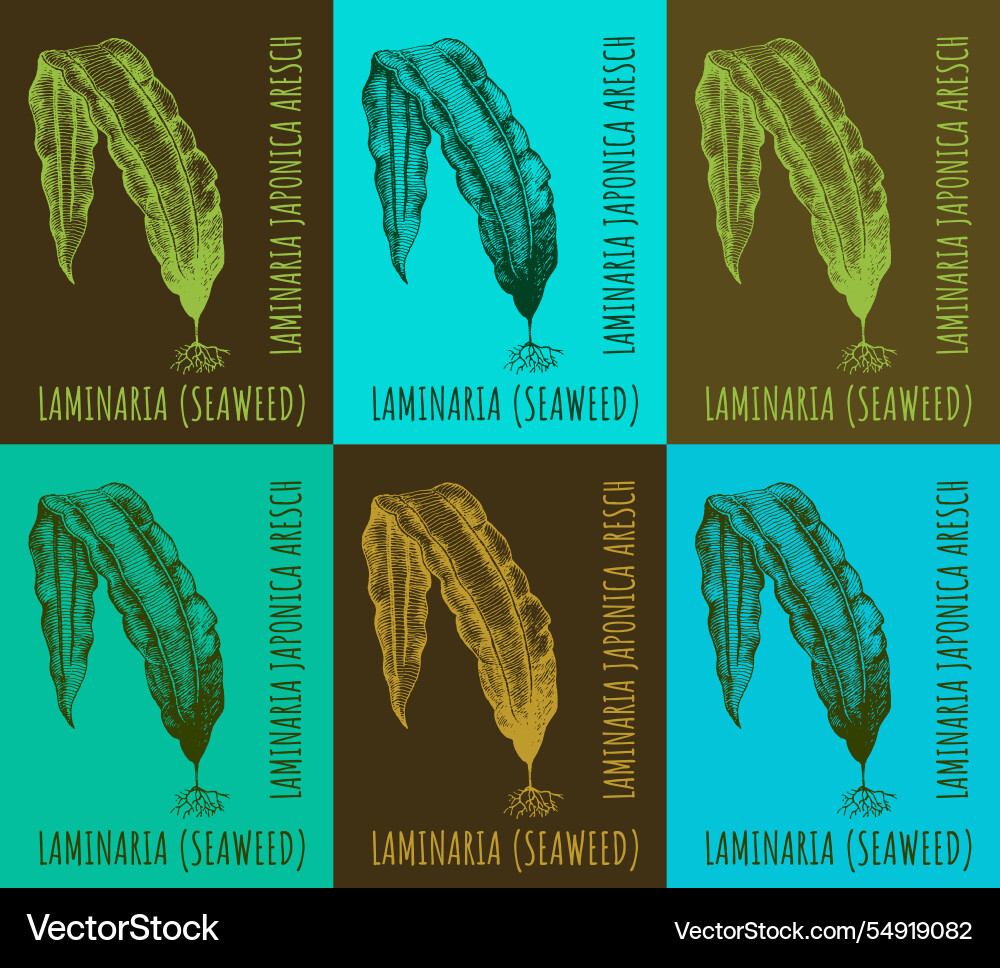 Collection of kelp in different color Collection of kelp in different color vector image