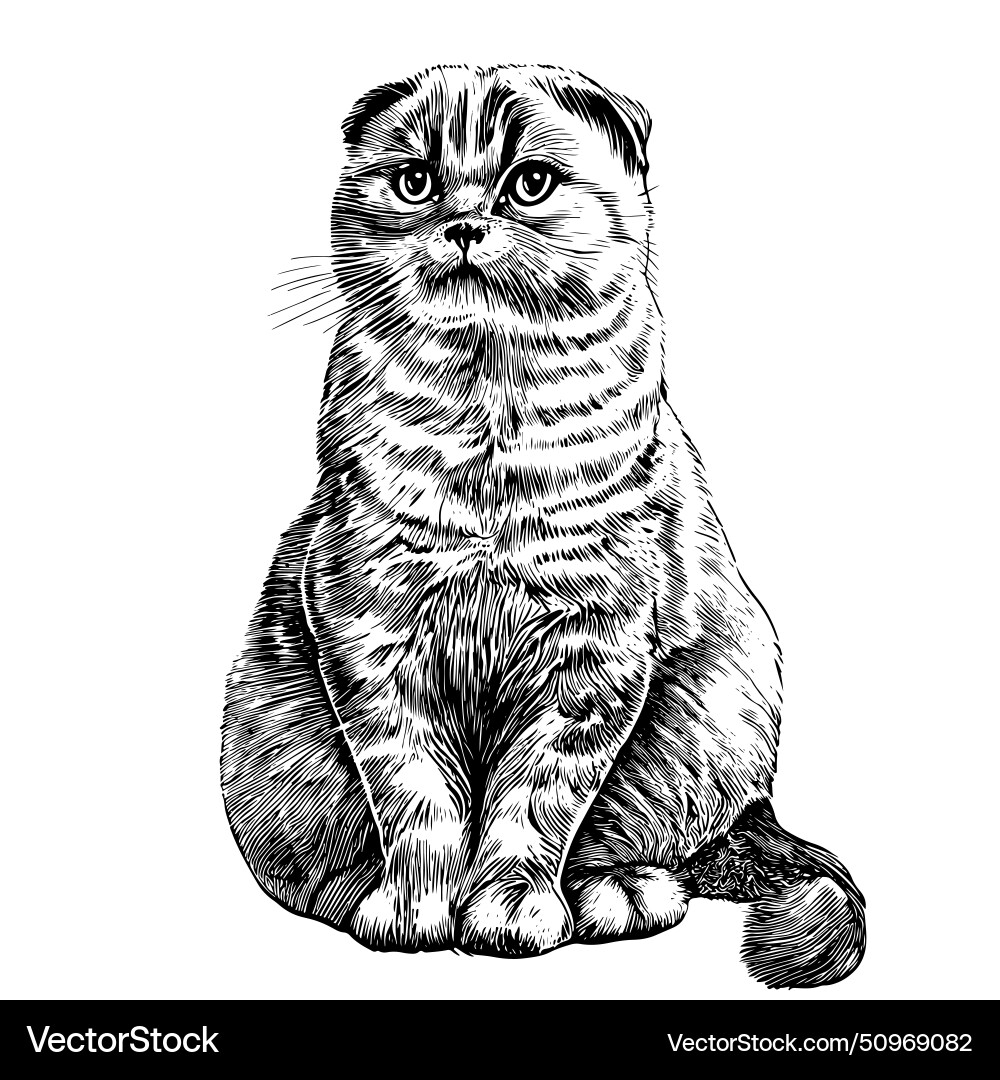 Scottish Fold Cat Sketch Vector Image