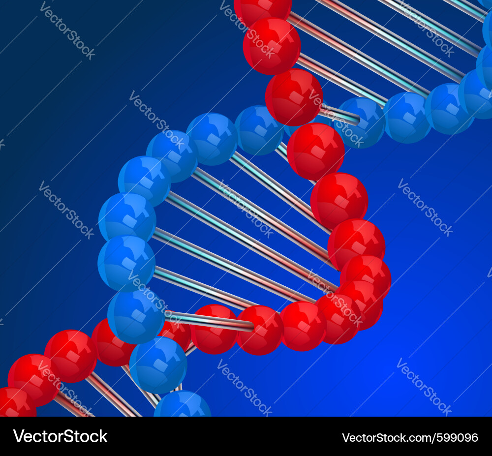 Double Helix DNA Structure Vector Image