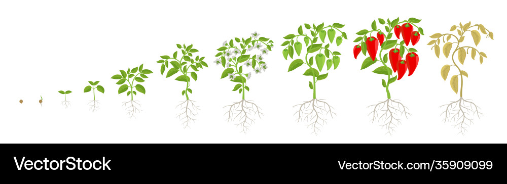 Growth stages bell pepper plant capsicum Growth stages bell pepper plant capsicum vector image