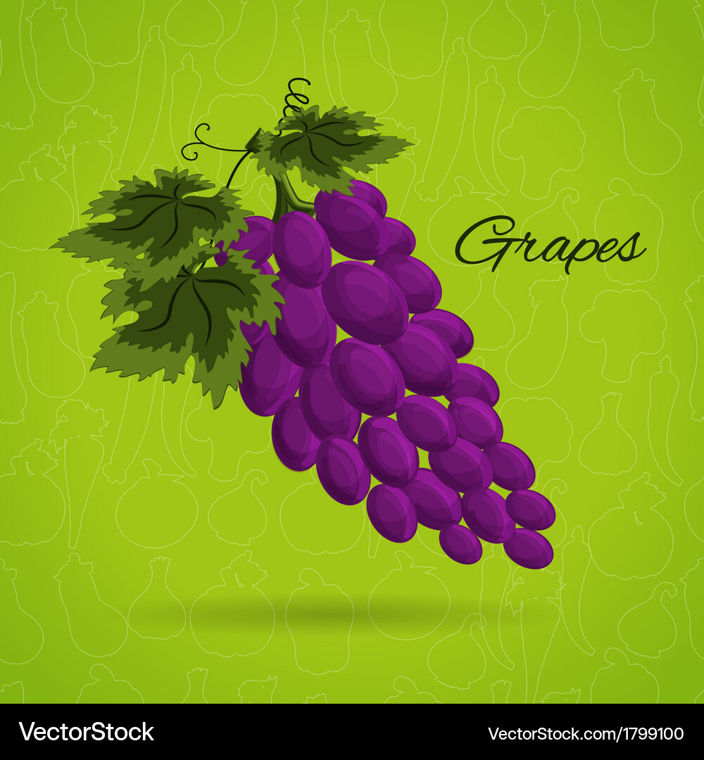 Grapes an in a retro style Vector Image