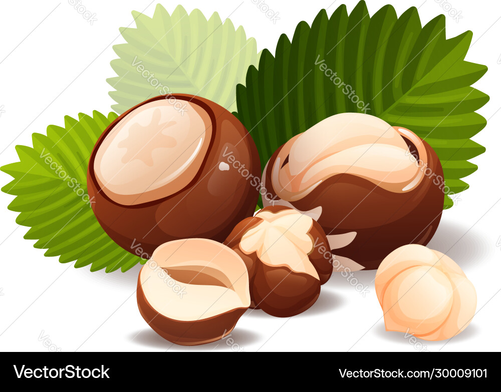 Hazel nut composition food isolated flat Hazel nut composition food isolated flat vector image