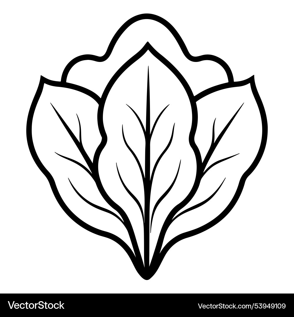 Dynamic spinach with line art Vector Image