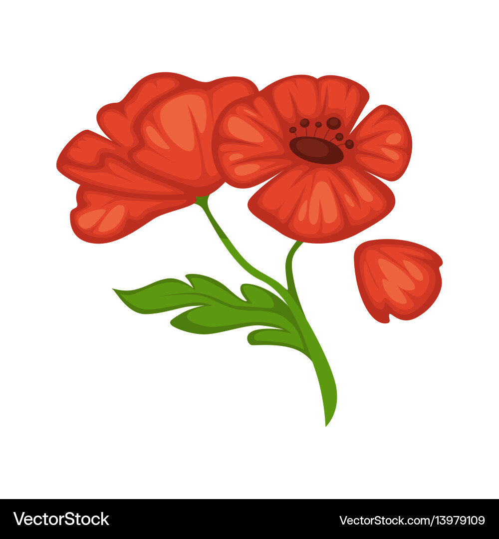 Flower poppy blossom bud or bloom flat – Royalty-Free Vector | VectorStock, image size:1000x1080
