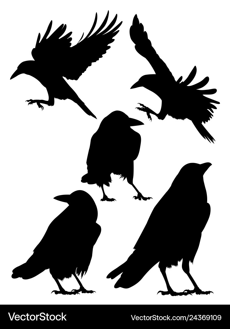 Rook crow raven Vögel silhouette Lizenzfreies Vektorbild