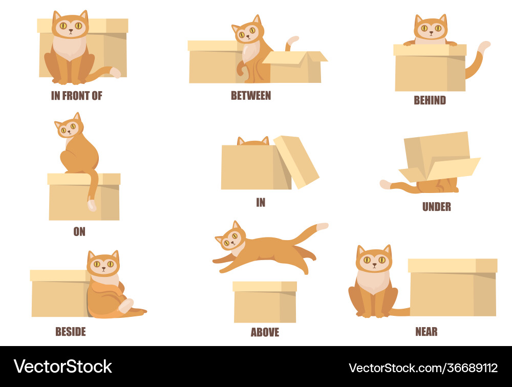 Learning prepositions with help cat and box vector image