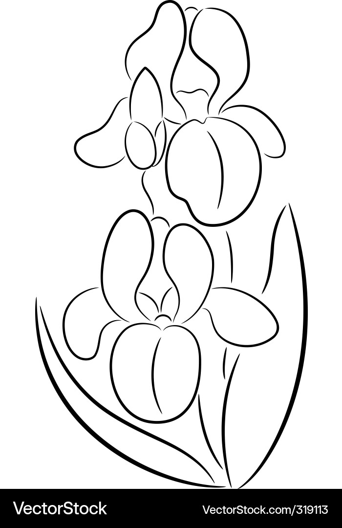 Iris flower Royalty Free Vector Image - VectorStock