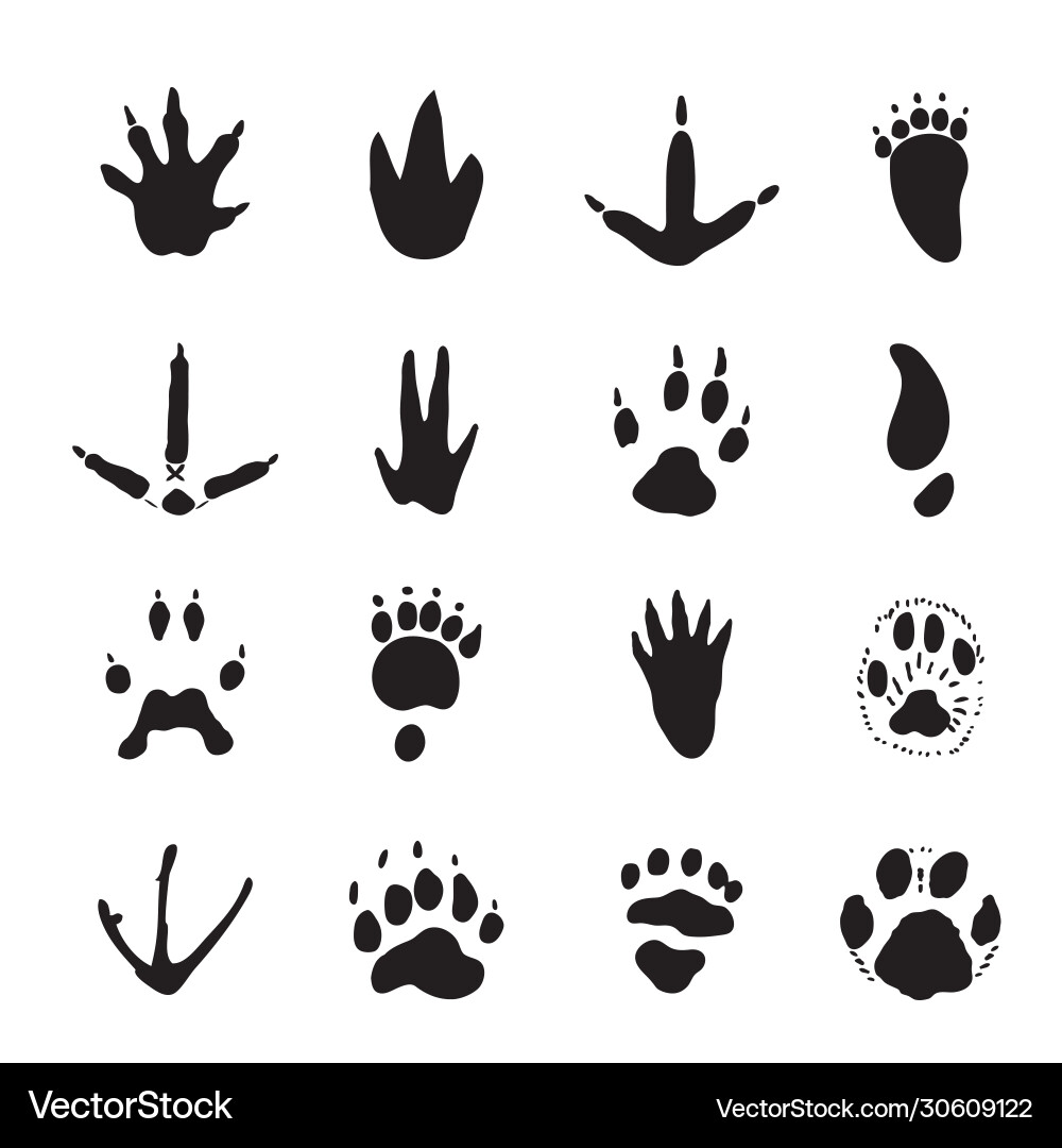 Set animal spoor footprints element icon vector image