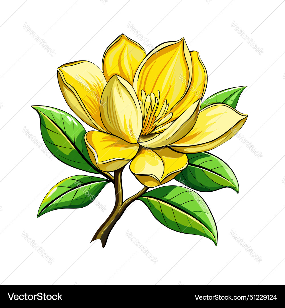 Beautiful yellow magnolia on white background vector image