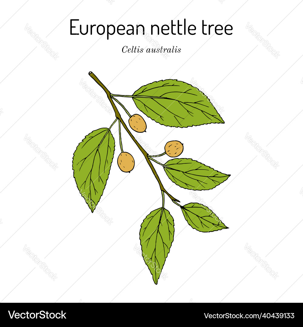 European nettle tree or mediterranean hackberry European nettle tree or mediterranean hackberry vector image