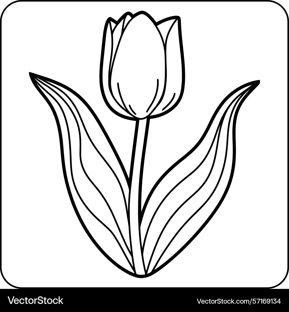 Tulip flower bold line coloring page – Royalty-Free Vector | VectorStock, image size:1000x1080