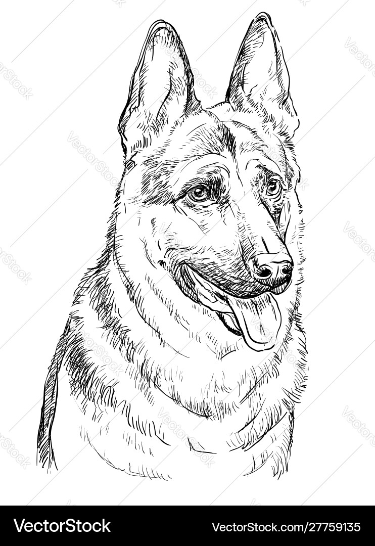 German shepherd hand drawing portrait vector image