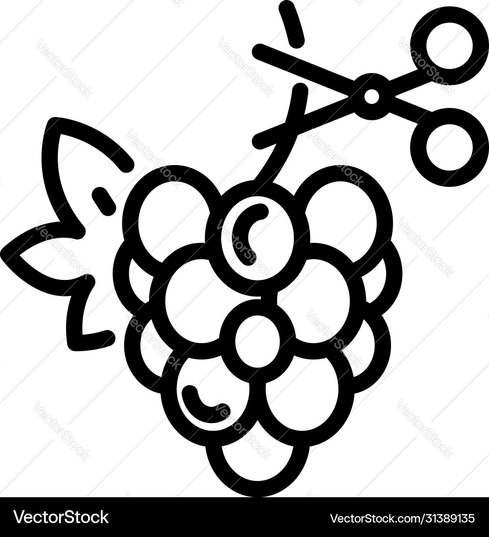 Grapes and scissors icon outline style Vector Image