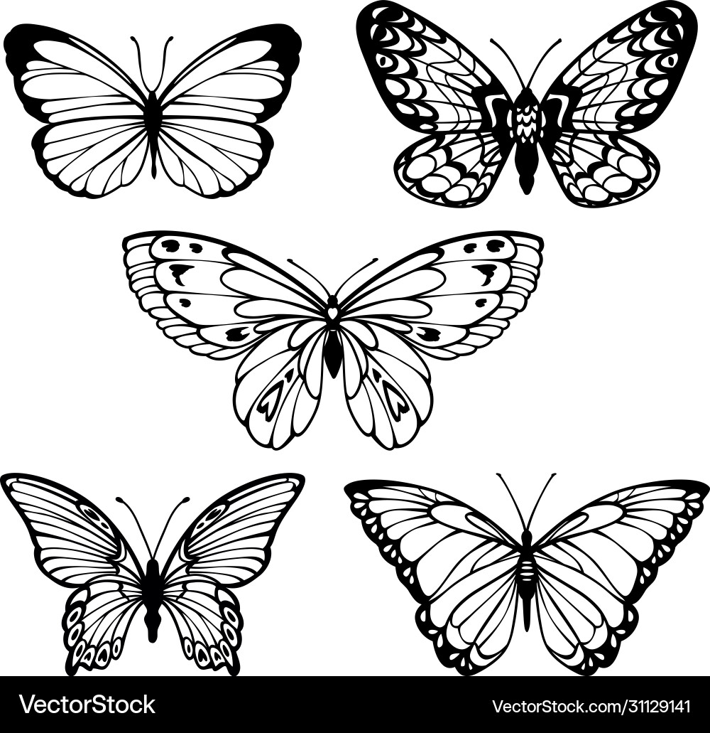 Stylized Butterfly Outlines Vector Image