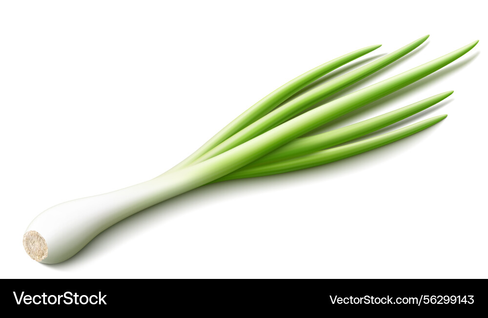 Bunch of fresh green onions isolated on white Vector Image
