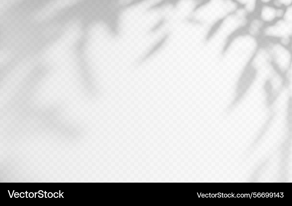 Shadow overlay from a tree branch isolated Shadow overlay from a tree branch isolated vector image