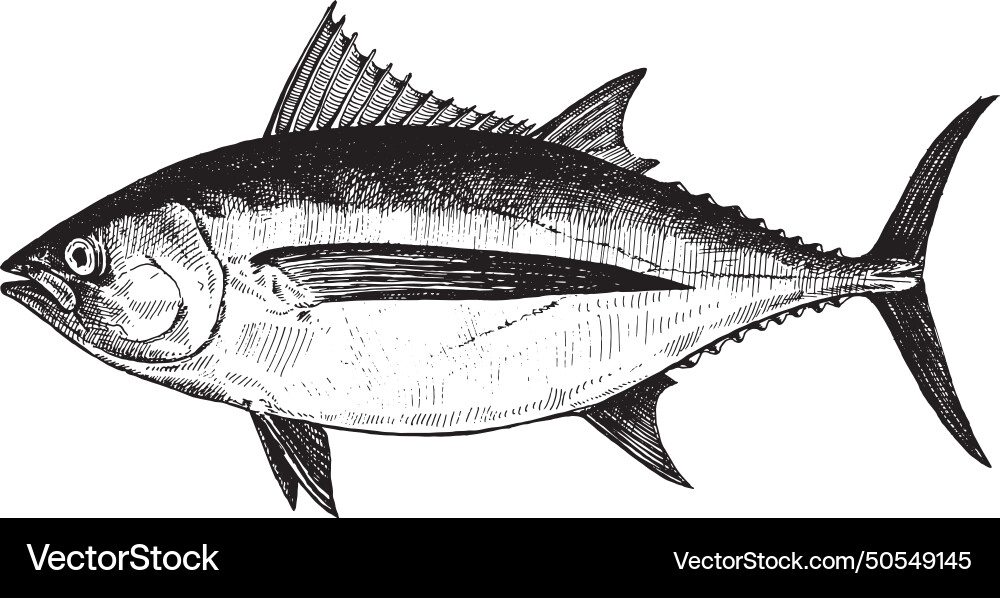Tuna albacore fish collection Royalty Free Vector Image