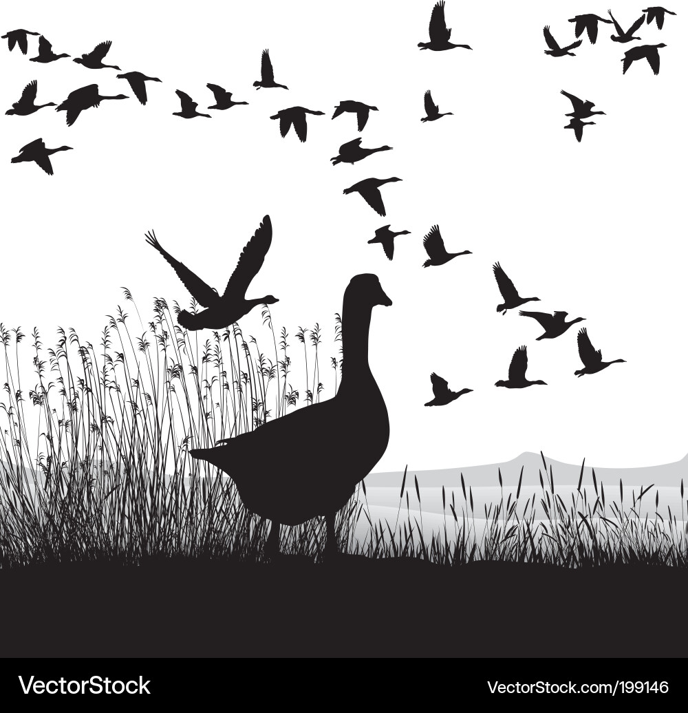 Migrating Geese Silhouette Vector Image