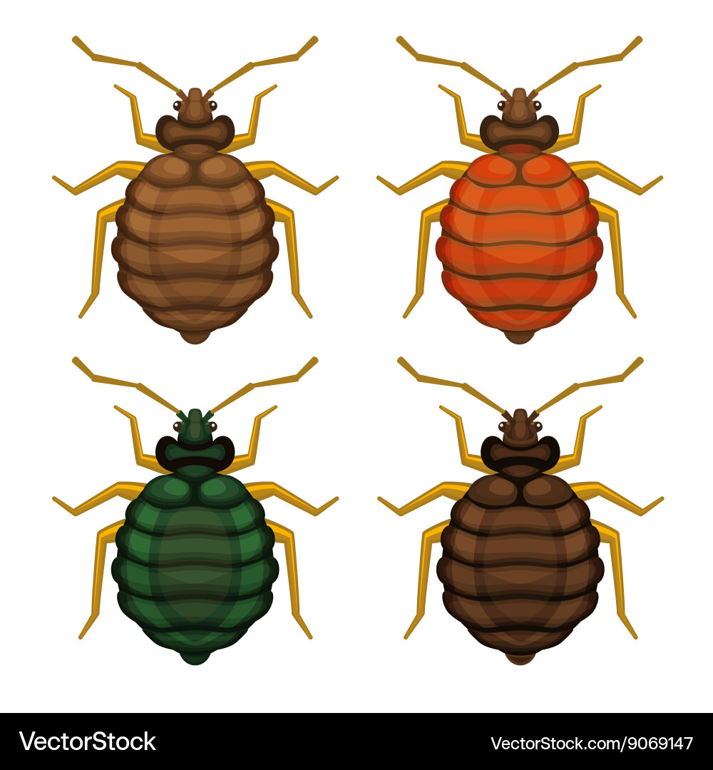 Bedbug set on white background Vector Image