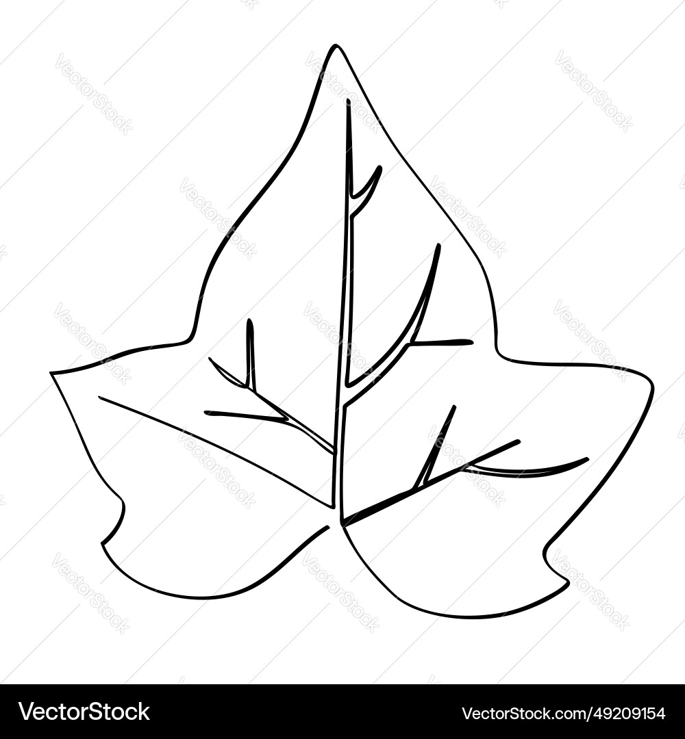 Ivy leaf in simple sketch single or continuous Ivy leaf in simple sketch single or continuous Vector Image