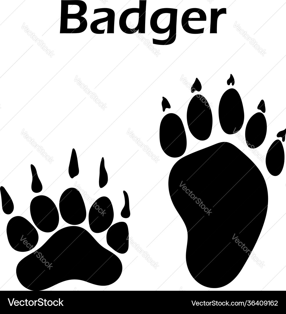 Badger footprint Badger footprint vector image