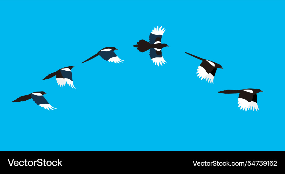 Flying sequence of magpie multiple exposure Flying sequence of magpie multiple exposure vector image