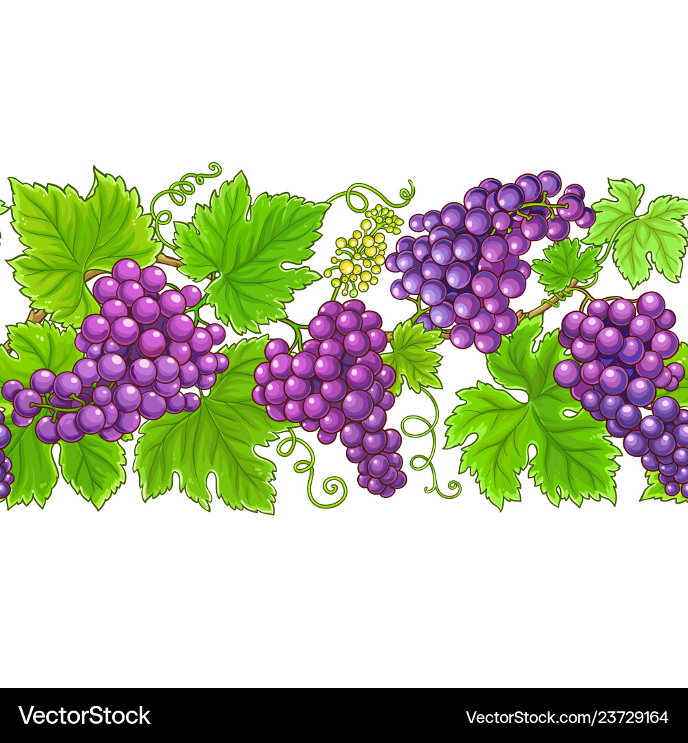 Grapes Pattern - White Background vector image