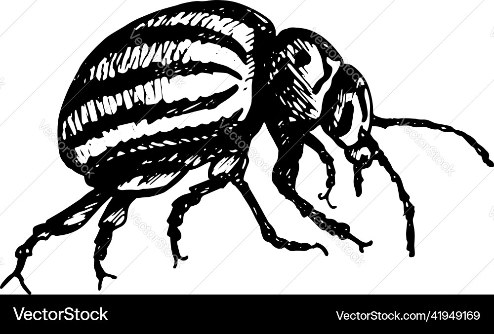 Colorado Kartoffelkäfer-Symbol Colorado Kartoffelkäfer-Symbol vektorbild