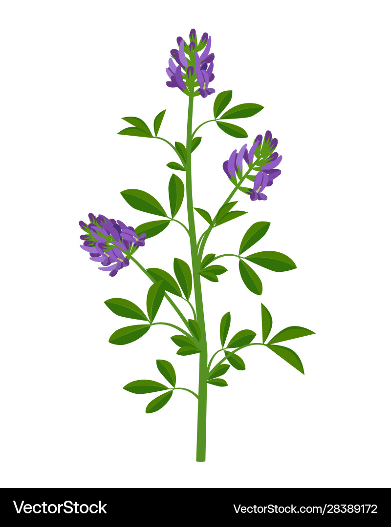 Alfalfa lucerne healing flower medical Alfalfa lucerne healing flower medical vector image