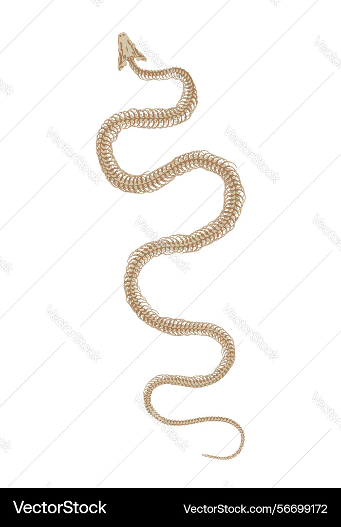 Skeletal system of animals snake bone structure Skeletal system of animals snake bone structure Vector Image