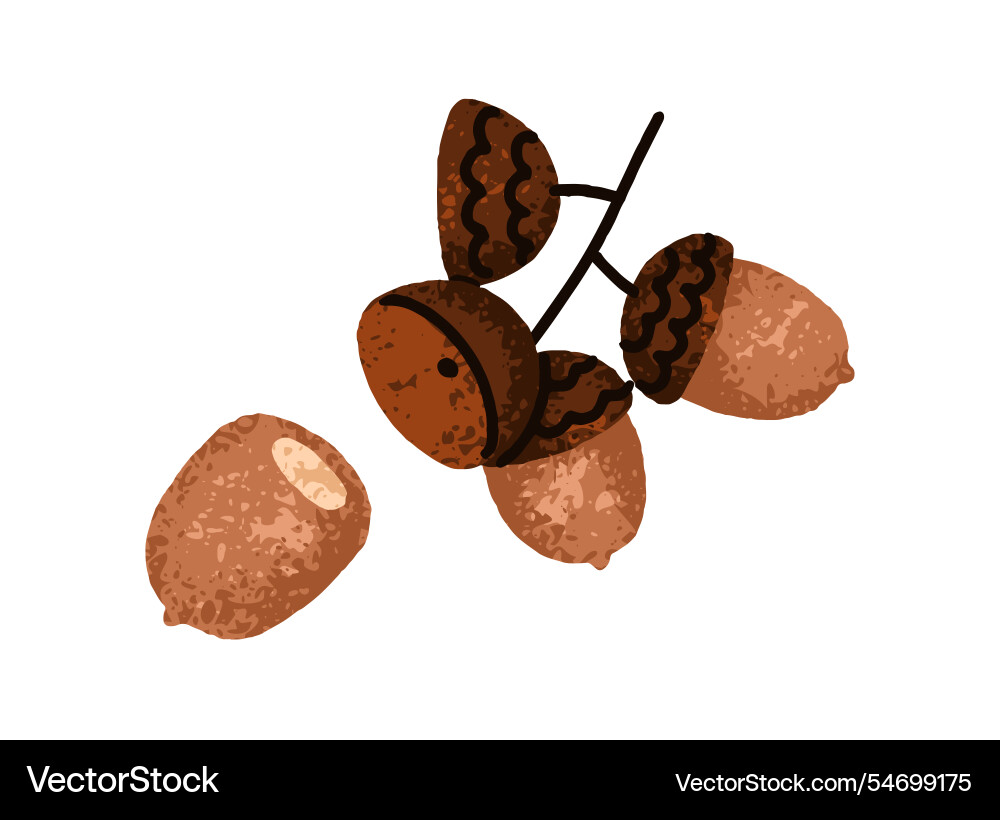 Acorn branch oak tree twig with oaknuts dry caps Acorn branch oak tree twig with oaknuts dry caps vector image