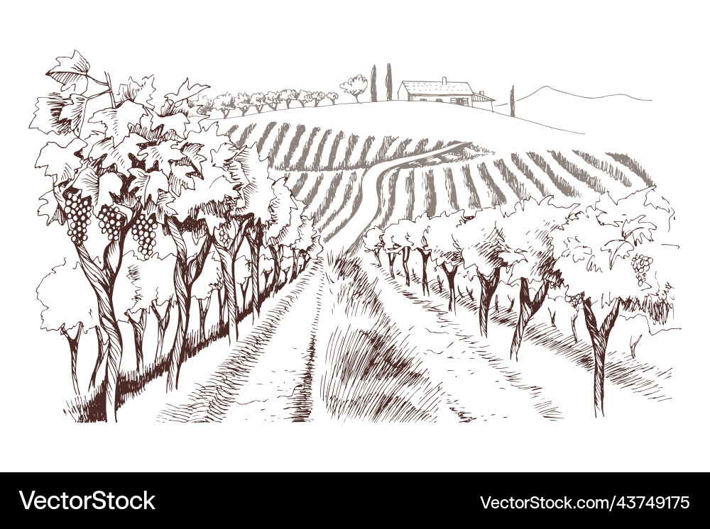 Hand-Drawn Vineyard Landscape Vector Image