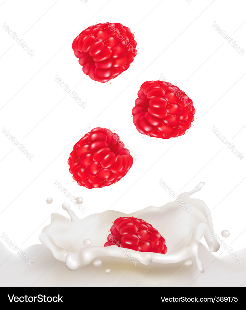 Refreshing Raspberry Milk Splash vector image