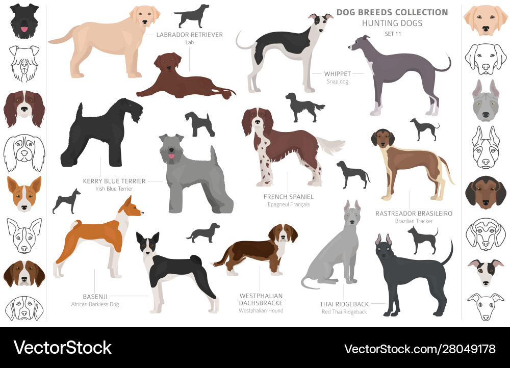 Hunting dogs collection isolated on white clipart vector image