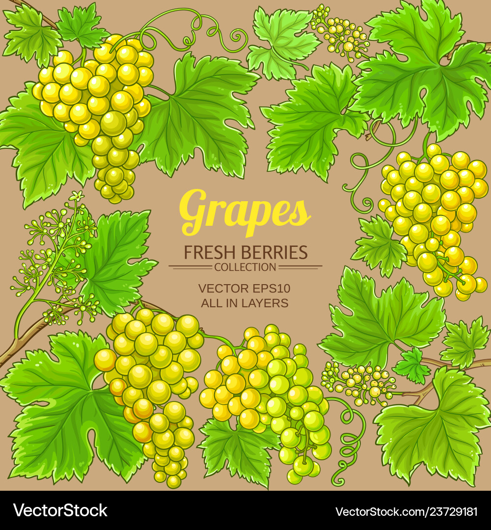 Grapes branches frame on color background Grapes branches frame on color background vector image
