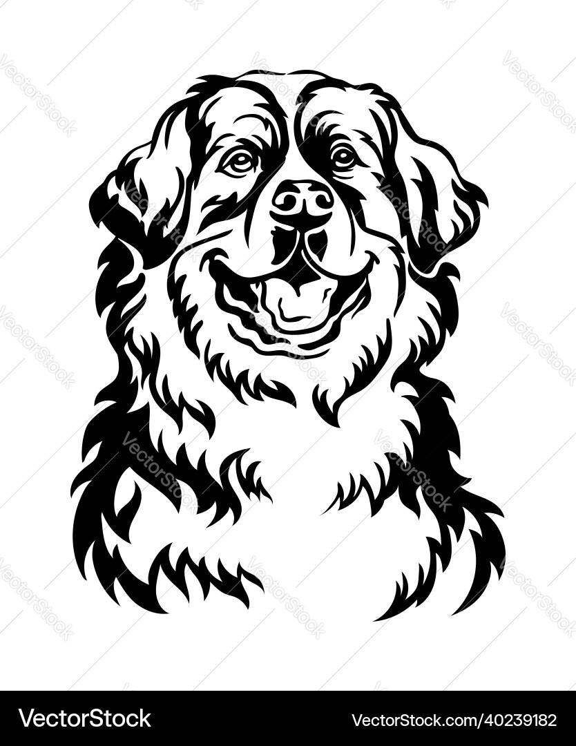 Bernese Mountain Dog Portrait - Black & White vector image