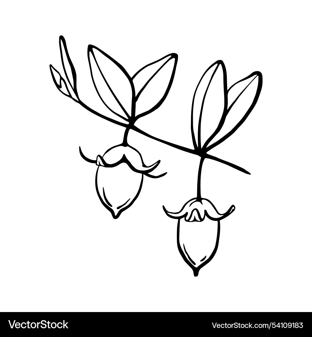 Hand gezogen Jojoba Nüsse und Samen auf Zweig schwarz Hand gezogen Jojoba Nüsse und Samen auf Zweig schwarz vektorbild
