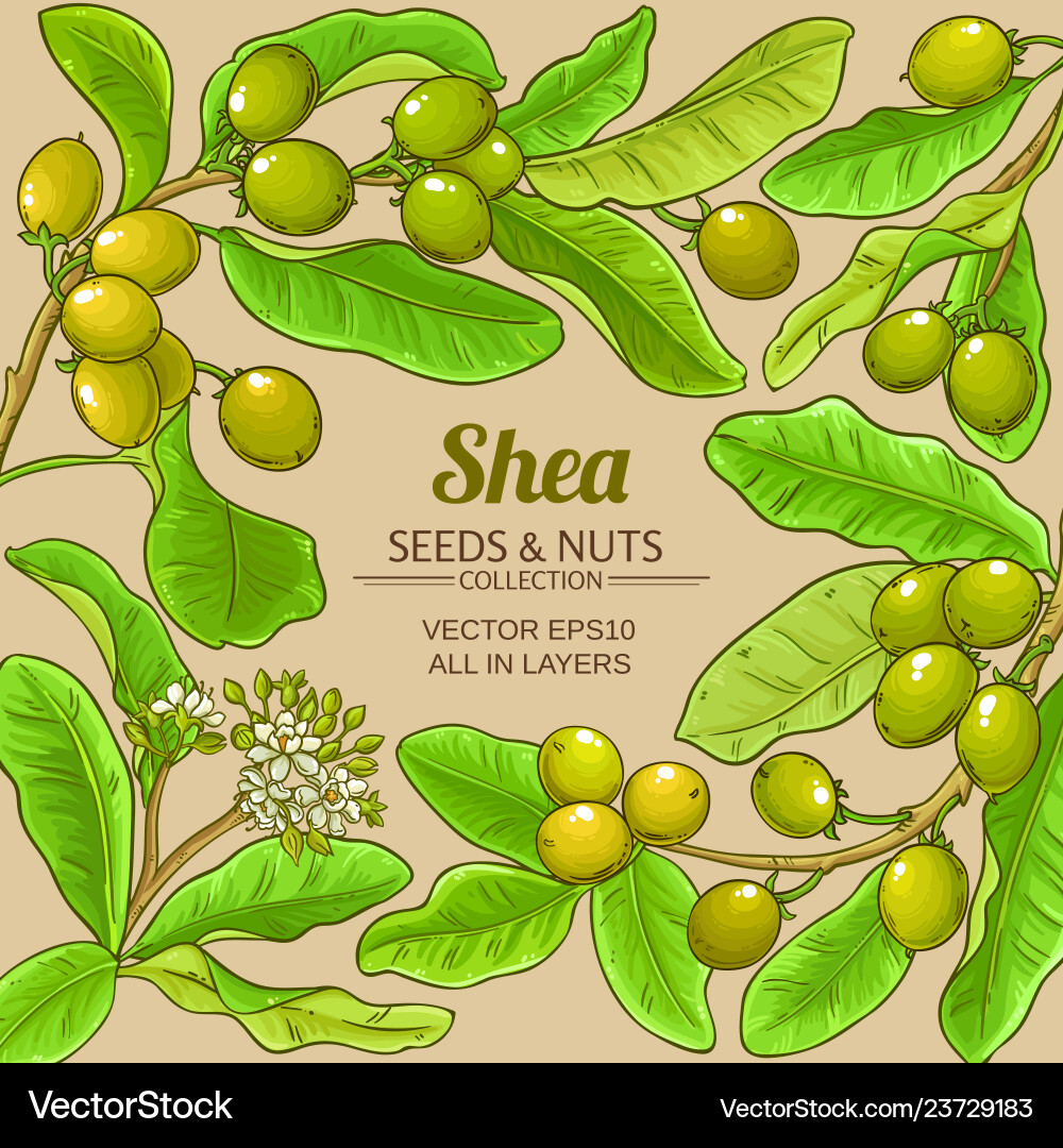 Shea branches frame on color background vector image