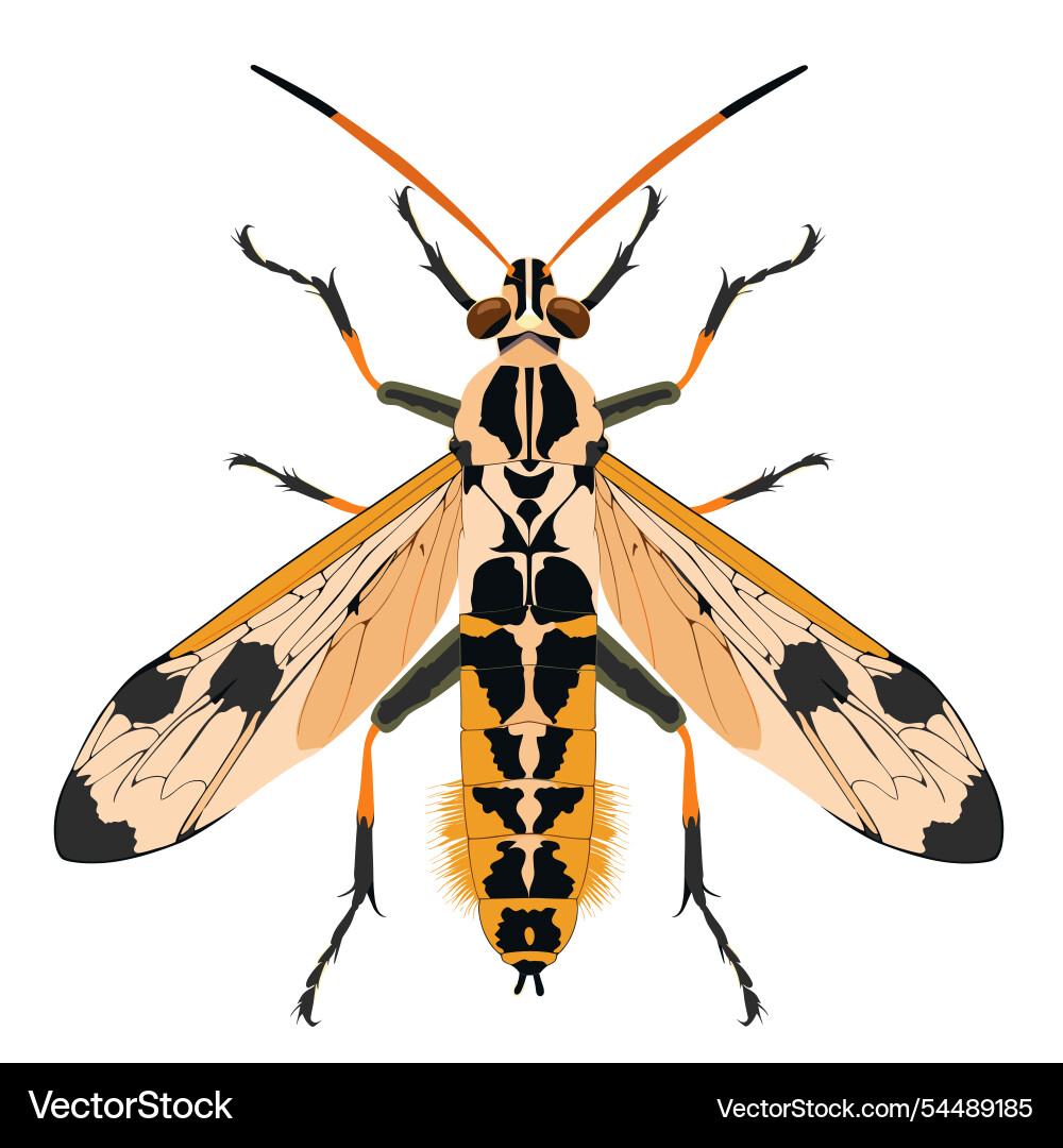 Insect depicted with intricate patterns Vector Image