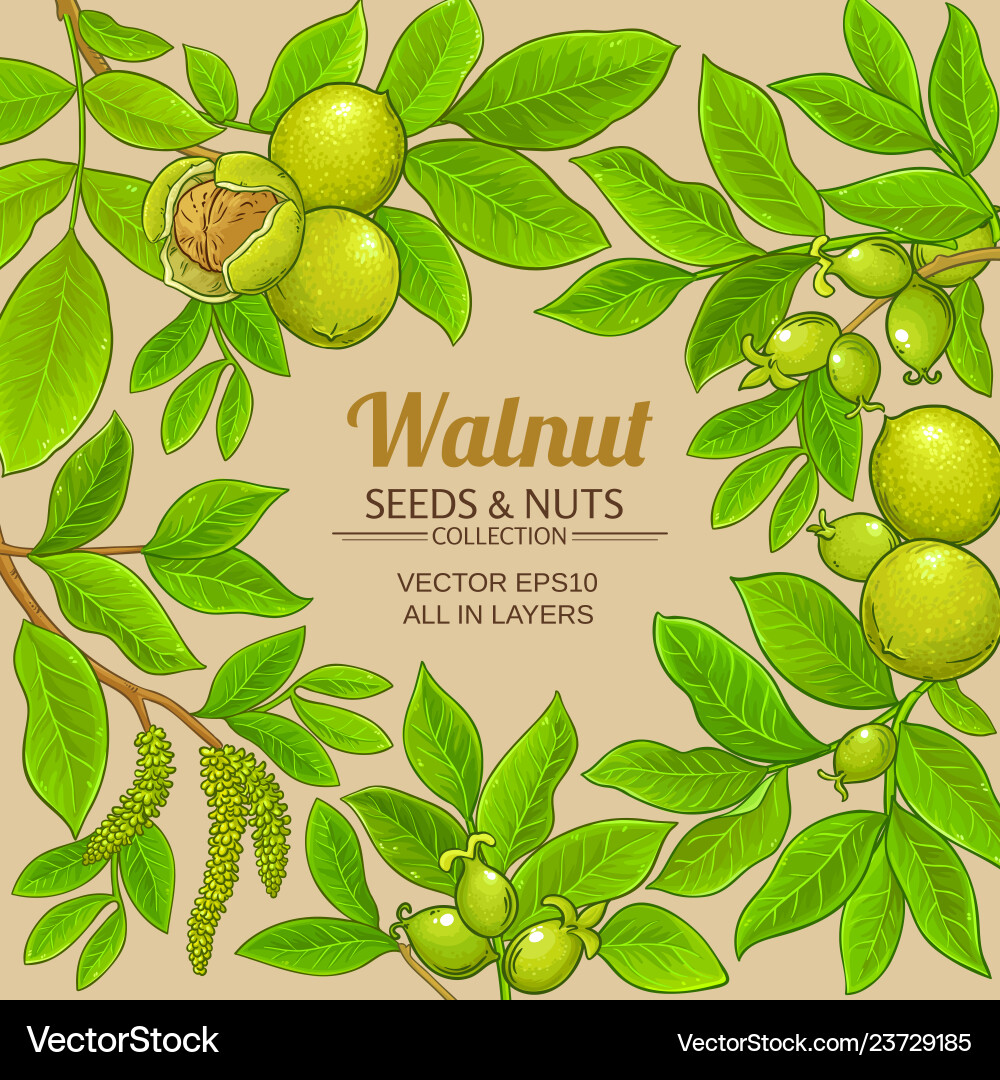Walnut branches frame on color background Walnut branches frame on color background vector image
