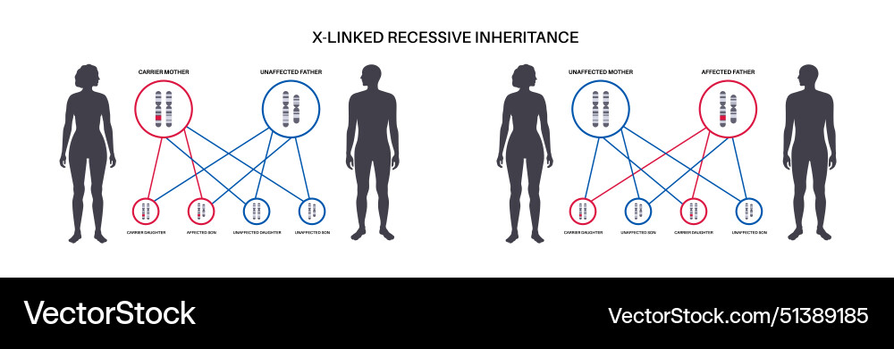 X verknüpfte rezessive Vererbung X verknüpfte rezessive Vererbung vektorbild