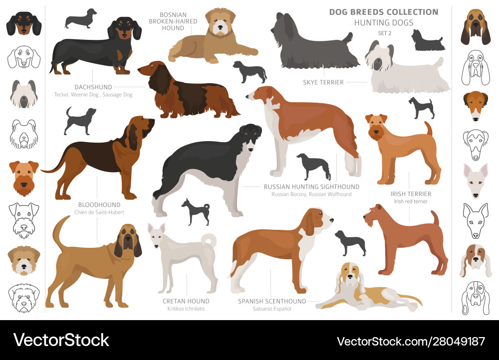 Hunting dogs collection isolated on white clipart Vector Image