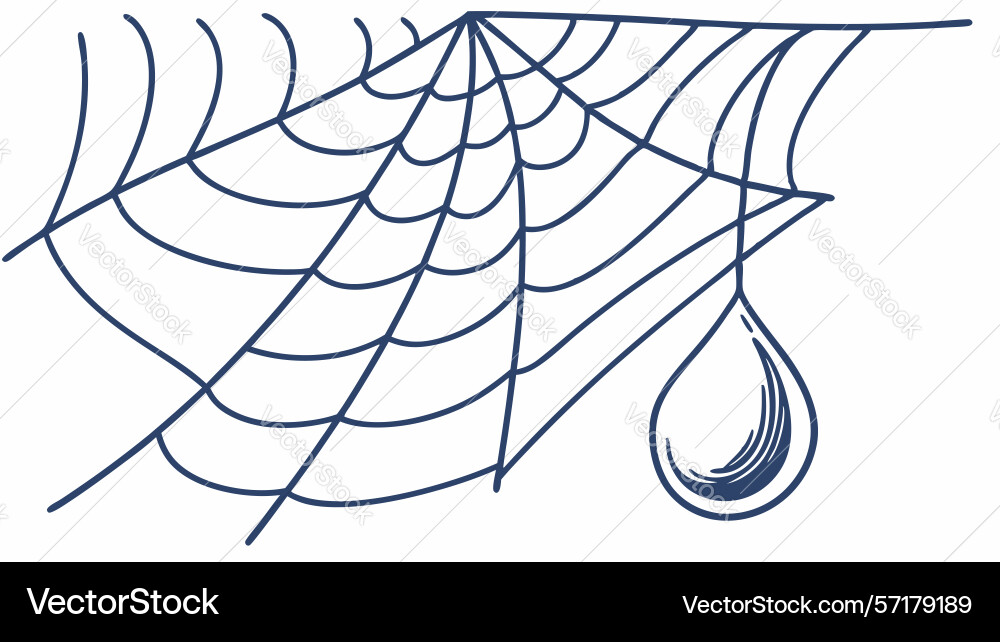 Delicate spider web with single dew drop design vector image