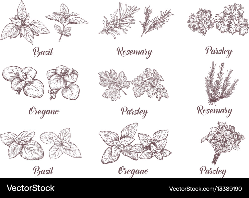 Botanical Herbs Spices Set Royalty Free Vector Image