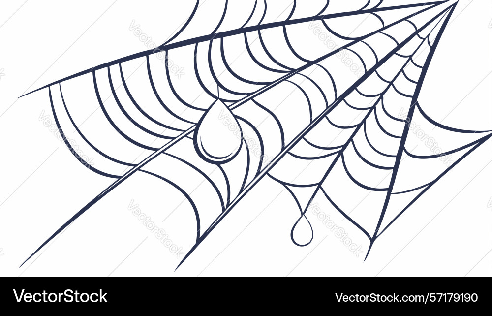 Intricate spider web pattern natural structure vector image