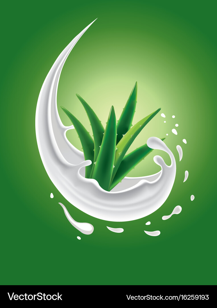 Aloe Vera Splash with Milk Vector Image
