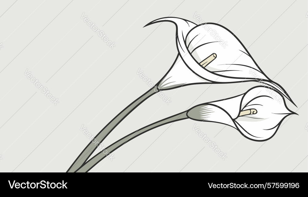 Elegant single calla lily design generative ai Vector Image