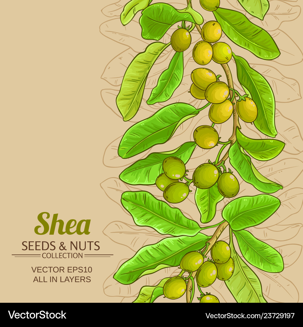 Shea branches pattern on color background vector image