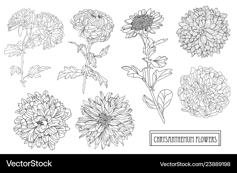Hand drawn floral decorations Hand drawn floral decorations vector image