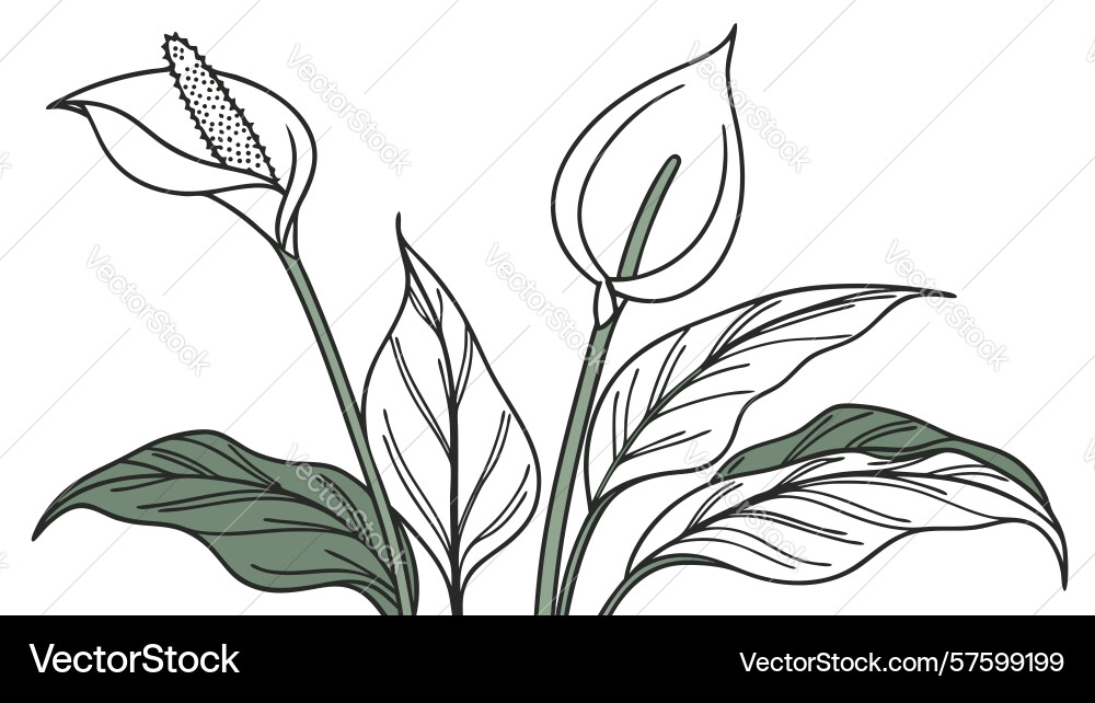 Multiple calla lily stalks design generative ai Vector Image